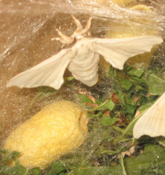 The Silk Larvae Growth Process and Life Cycle