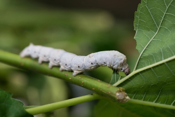The silk larvae growth process