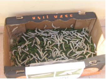 Growing and selling silkworms
